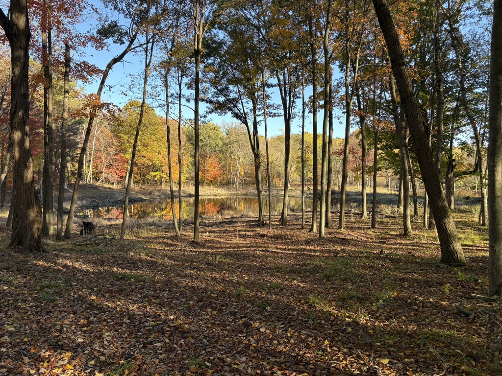 Pond on Lot 12